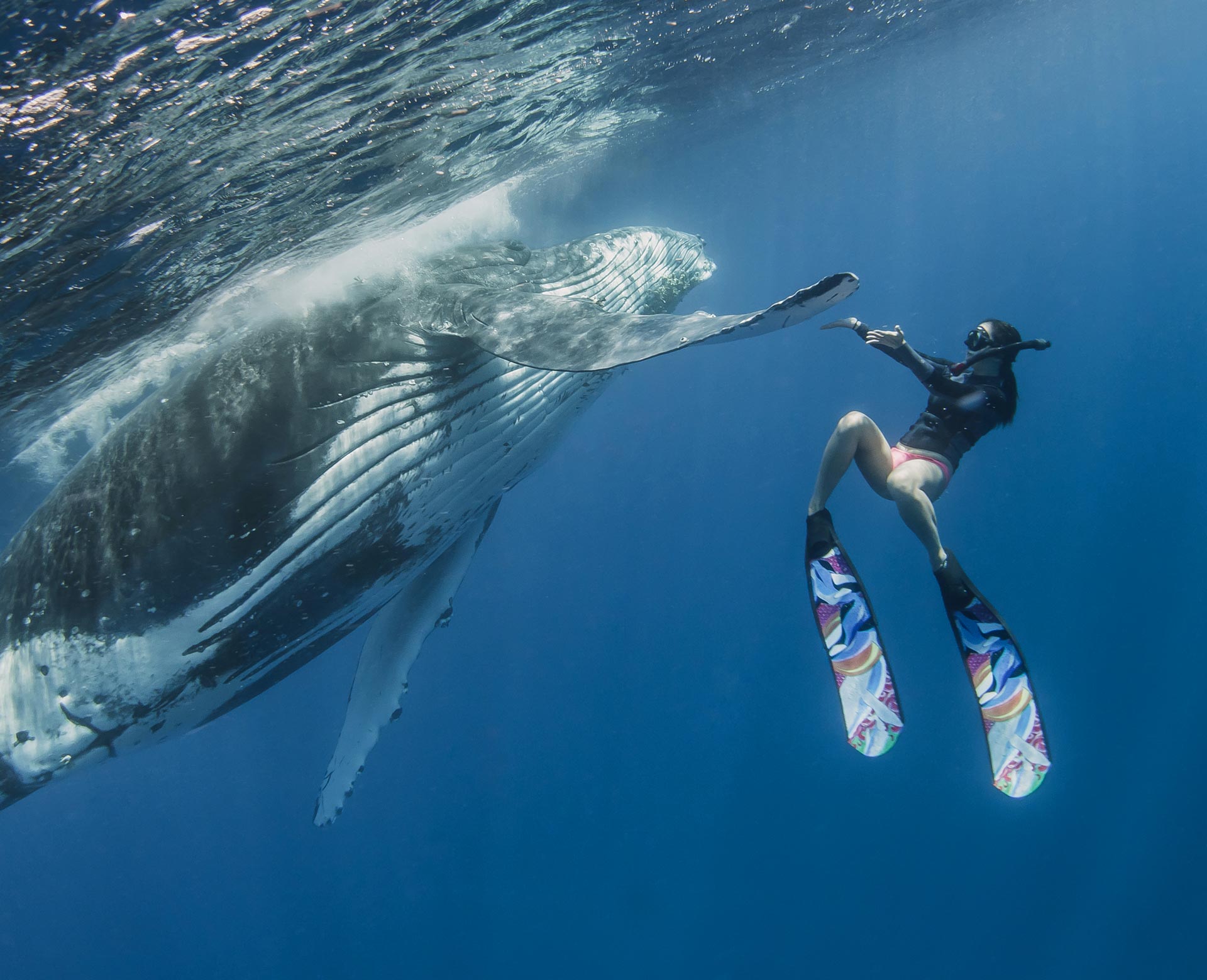 Whale-Hi-Five